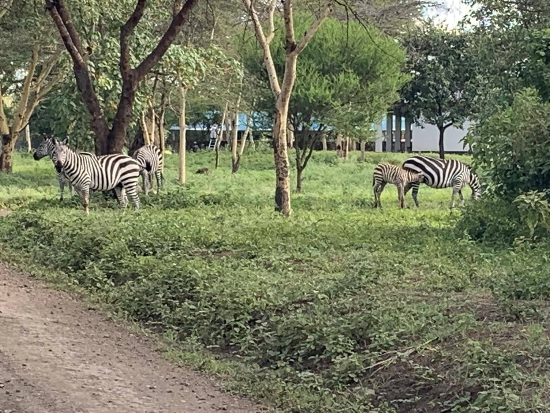 Fórum Privado de Zoológico com Hub de Moedas da Fortuna